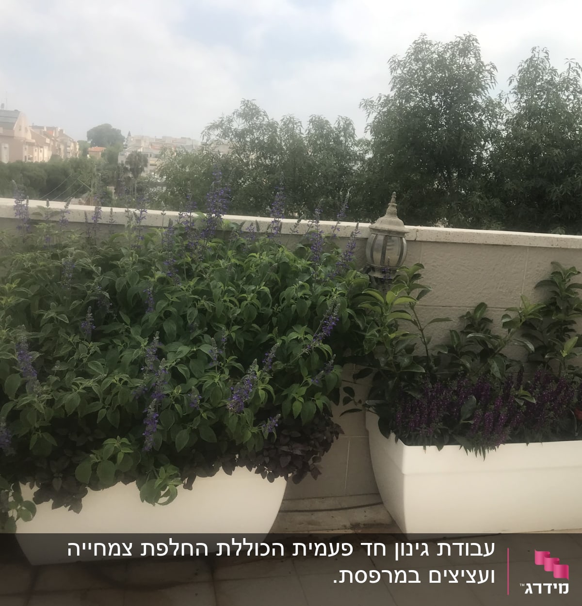 עציצים לבנים עם צמחים ירוקים ופרחים סגולים